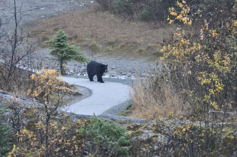 Understanding Bear Country Etiquette