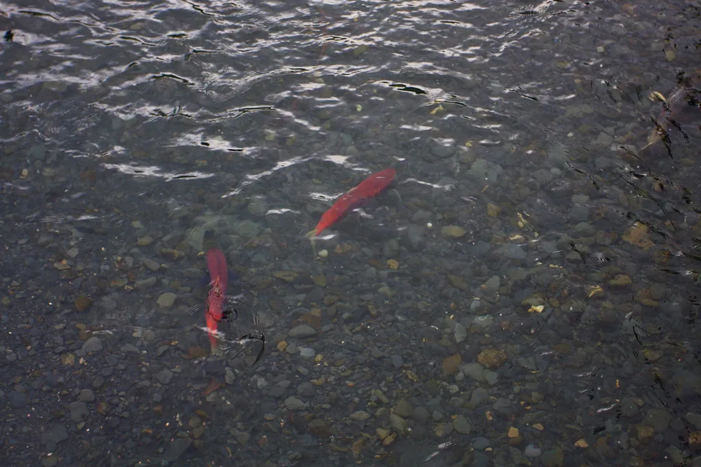 Sockeye Salmon - Chugach National Forest, Alaska
