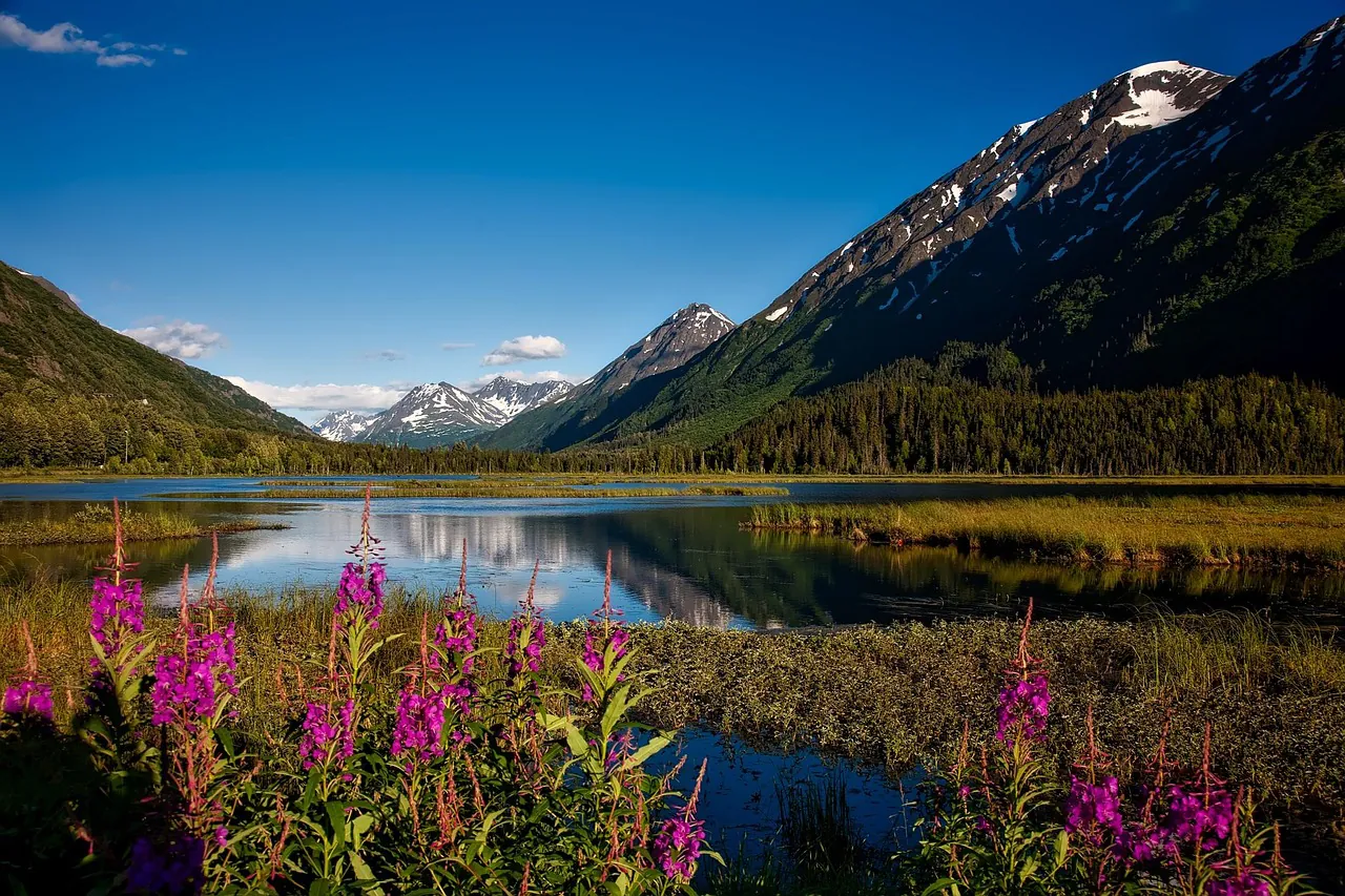 chugach national forest, alaska, landscape, flower background, scenic, flower wallpaper, snowcap, sky, clouds, wilderness, nature, outdoors, forest, trees, beautiful flowers, woods, valley, beautiful, travel, vacation, holiday, picturesque, lake, water, reflections, flowers, plants, fireweed